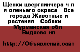 Щенки цвергпинчера ч/п и оленьего окраса - Все города Животные и растения » Собаки   . Мурманская обл.,Видяево нп